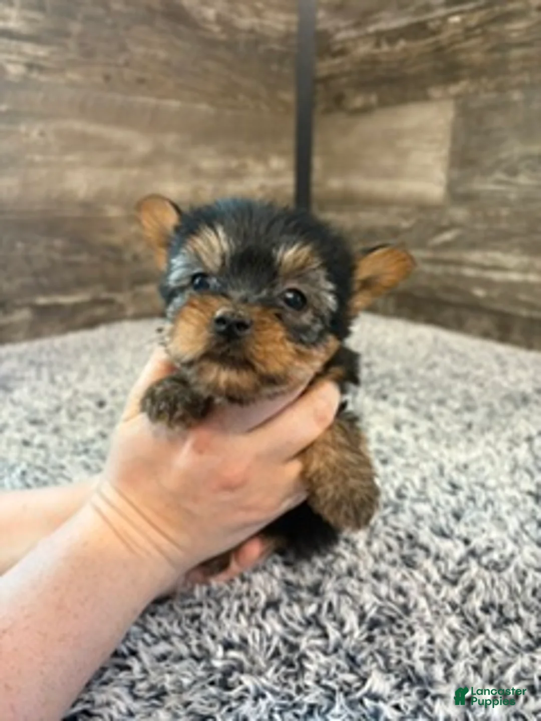 Yorkshire Terrier dogs for sale: Mark - Ad 2
