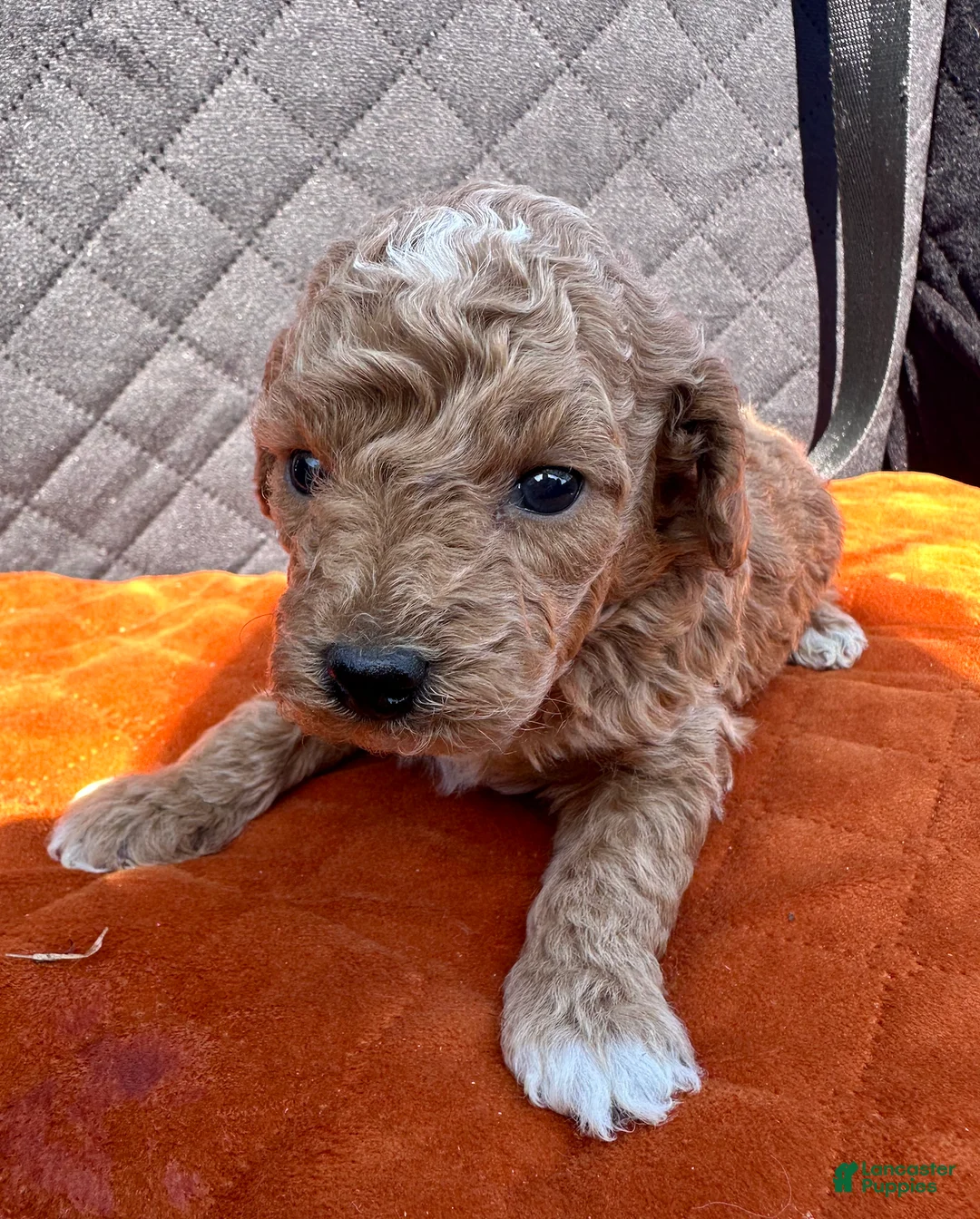 Toy Poodle dogs for sale: Meet Jack- AKC Genetically Tested Parents - Ad 1