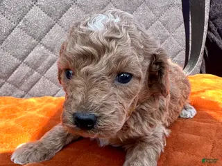 Toy Poodle dogs Meet Jack- AKC Genetically Tested Parents - Ad 33