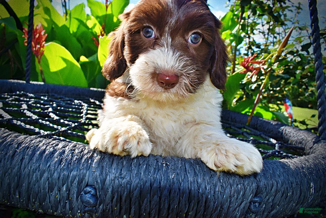Havapoo dogs for sale: Bubbles - Ad 2