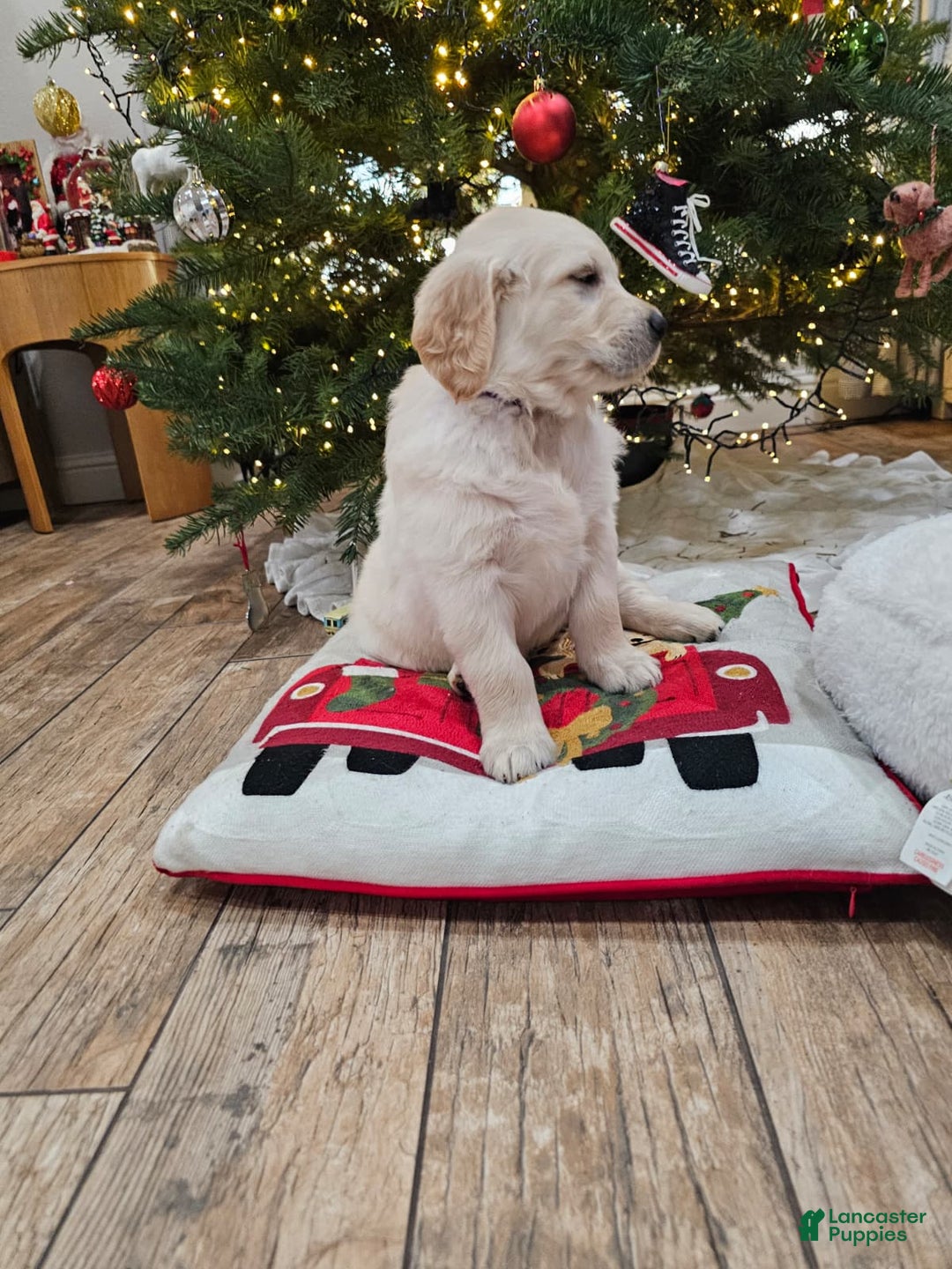 Golden Retriever dogs for sale: Golden Retriever Puppy 4 - Ad 76