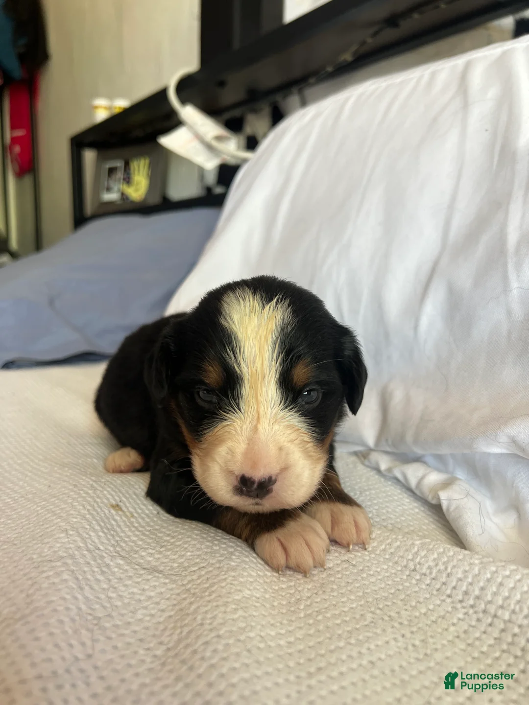 Bernese Mountain Dog dogs for sale: Purple Female  - Ad 2