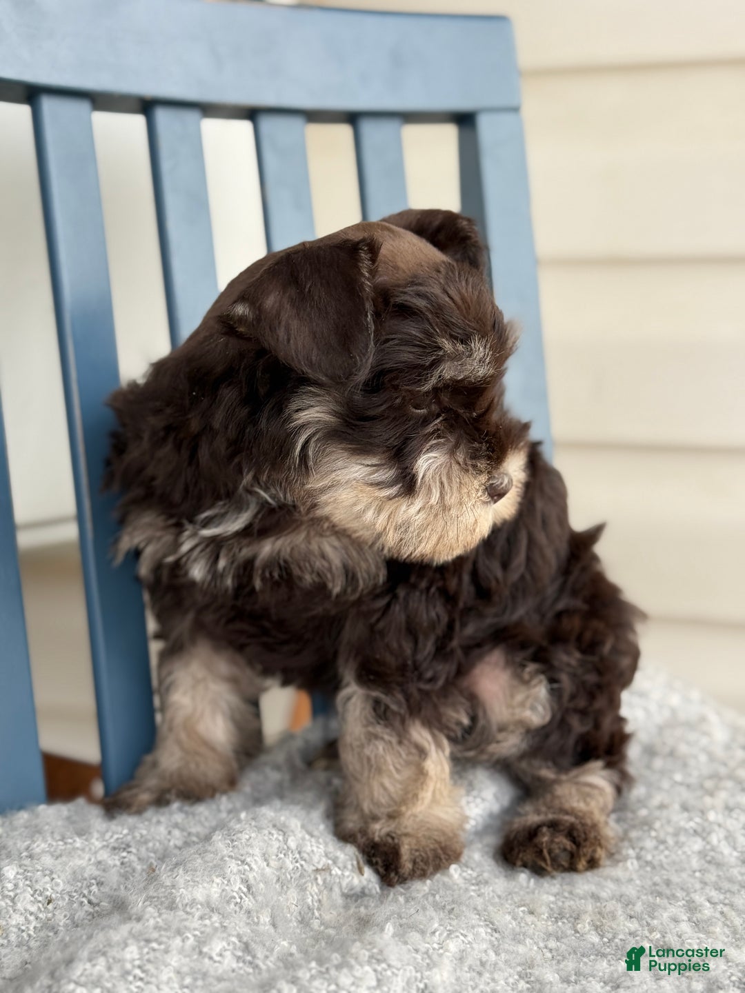 Miniature Schnauzer dogs for sale: Duchess - Ad 2