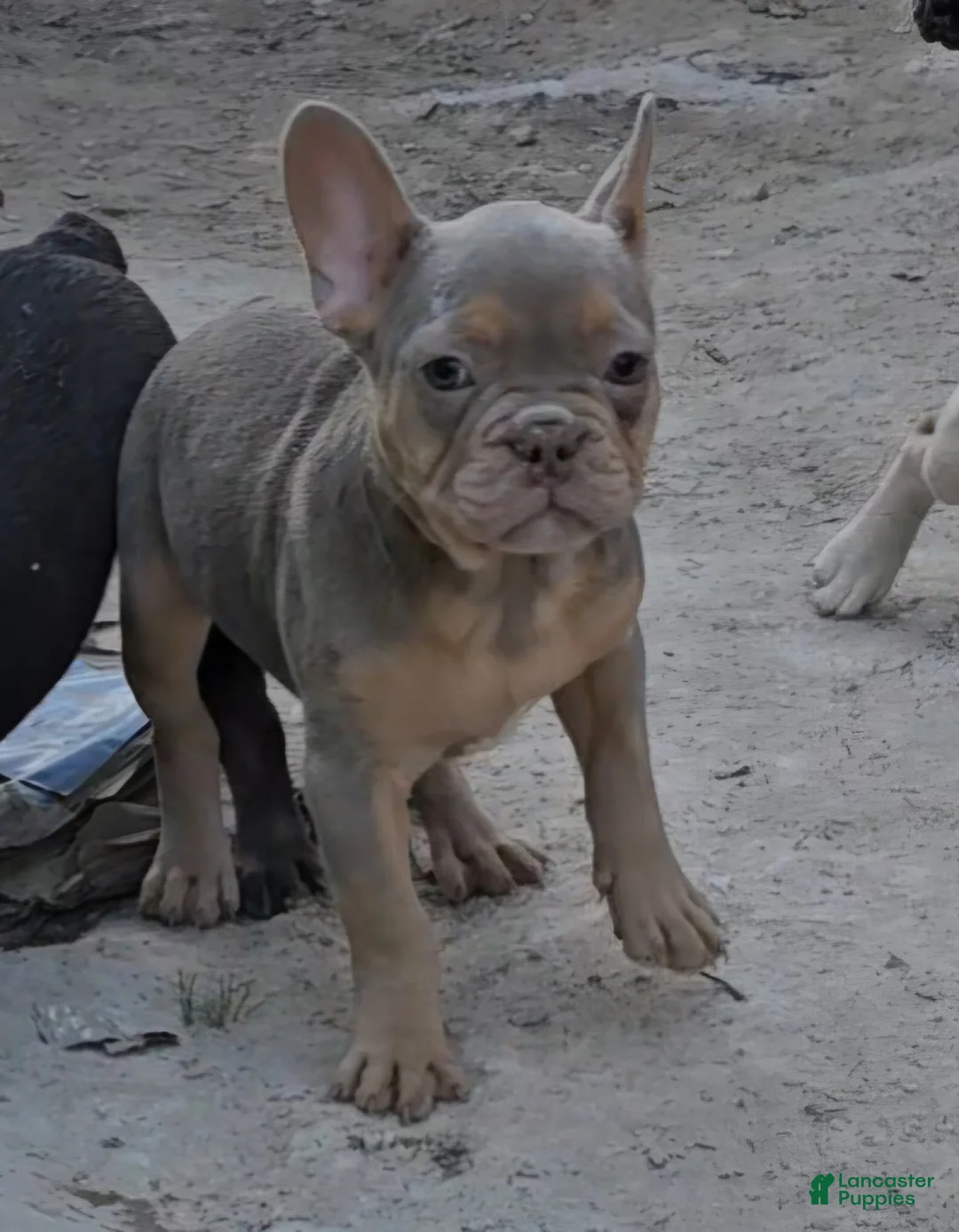 French Bulldog dogs for sale: French Bulldog Puppy 1 - Ad 10