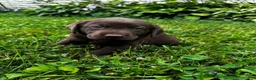 Labrador Retriever dogs for sale: Briar - Ad 5