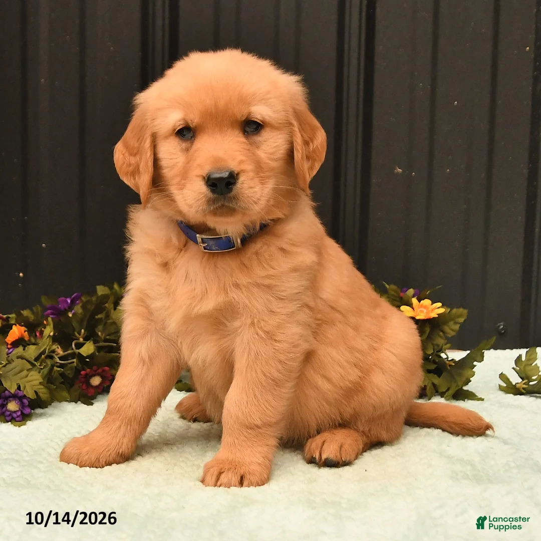 Golden Retriever dogs for sale: Baron - Ad 2