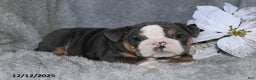English Bulldog dogs for sale: Shane - Ad 4