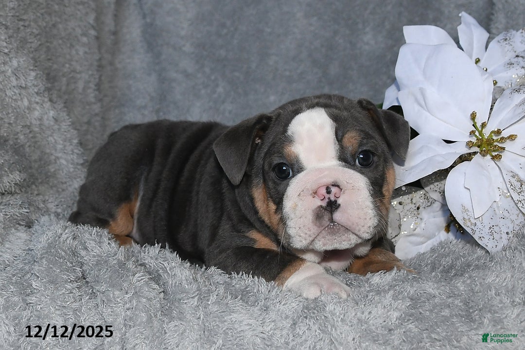 English Bulldog dogs for sale: Shane - Ad 4