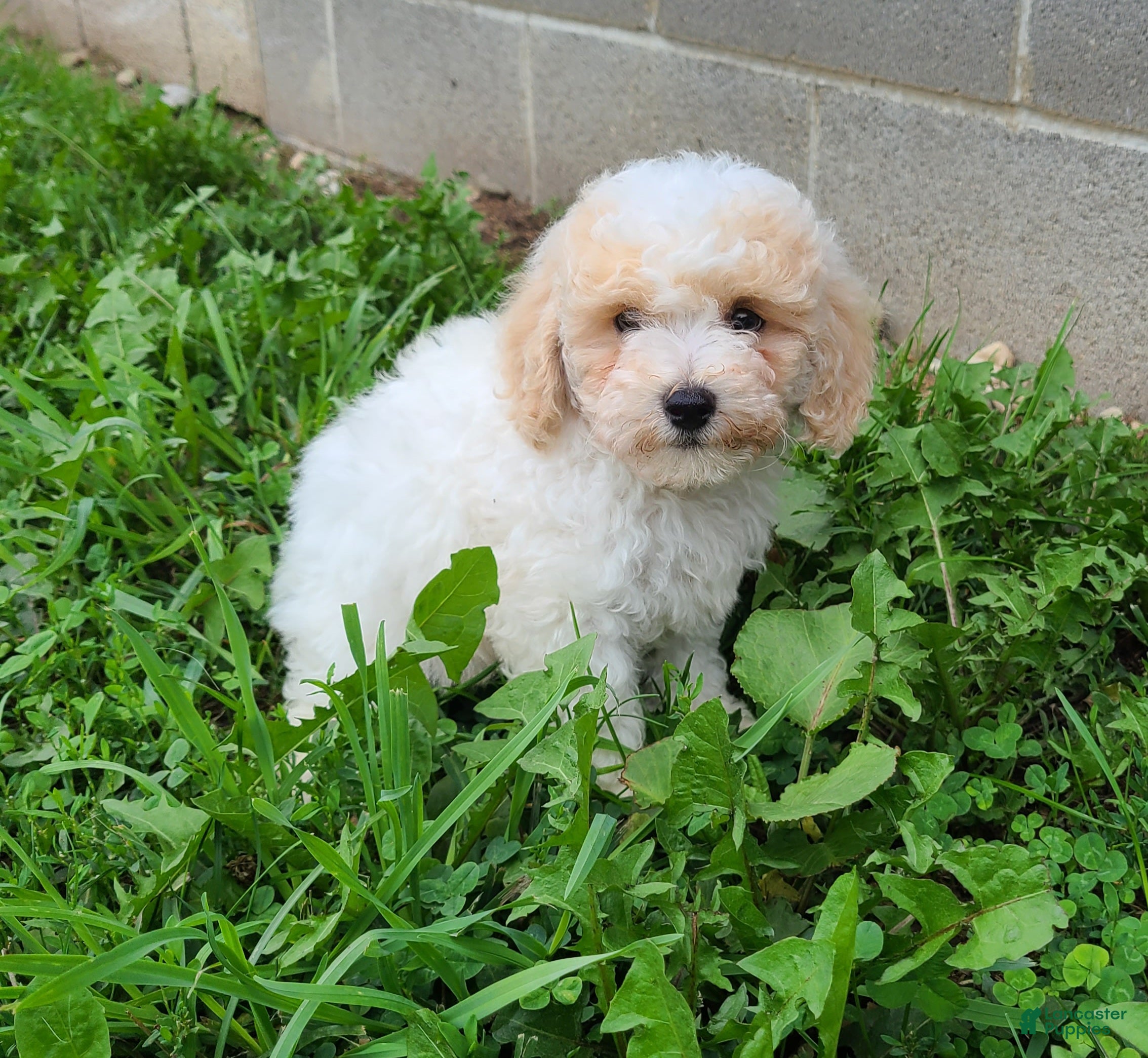 Bichpoo dogs Snowball  - Ad 1