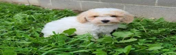 Bichpoo dogs for sale: Snowball  - Ad 1