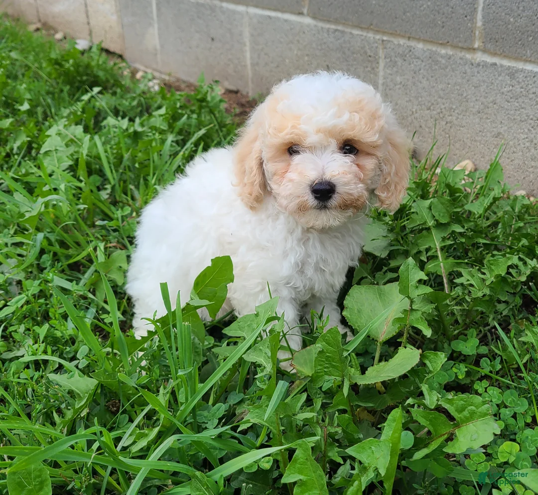 Bichpoo dogs for sale: Snowball  - Ad 1