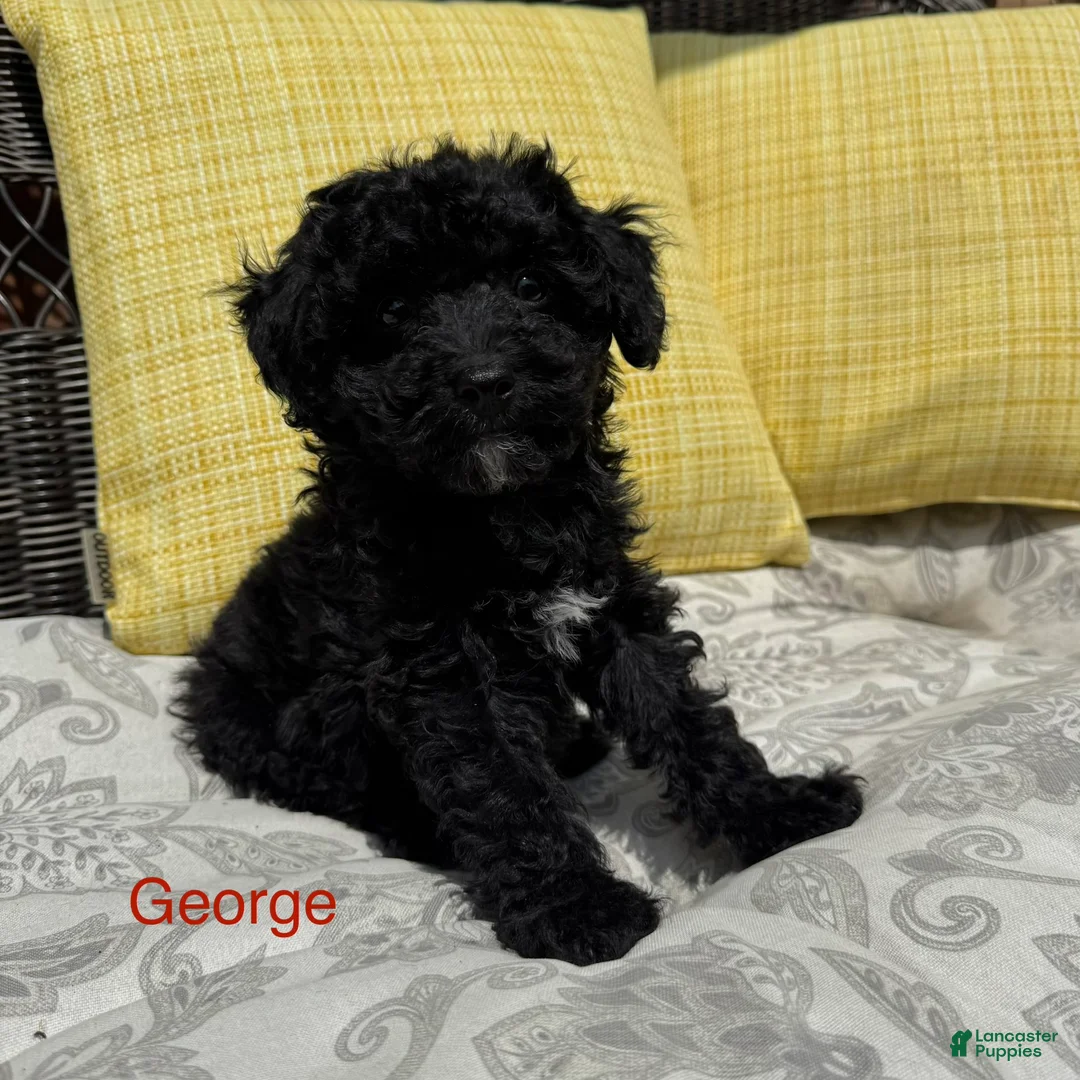 Toy Poodle dogs for sale: George - Ad 1