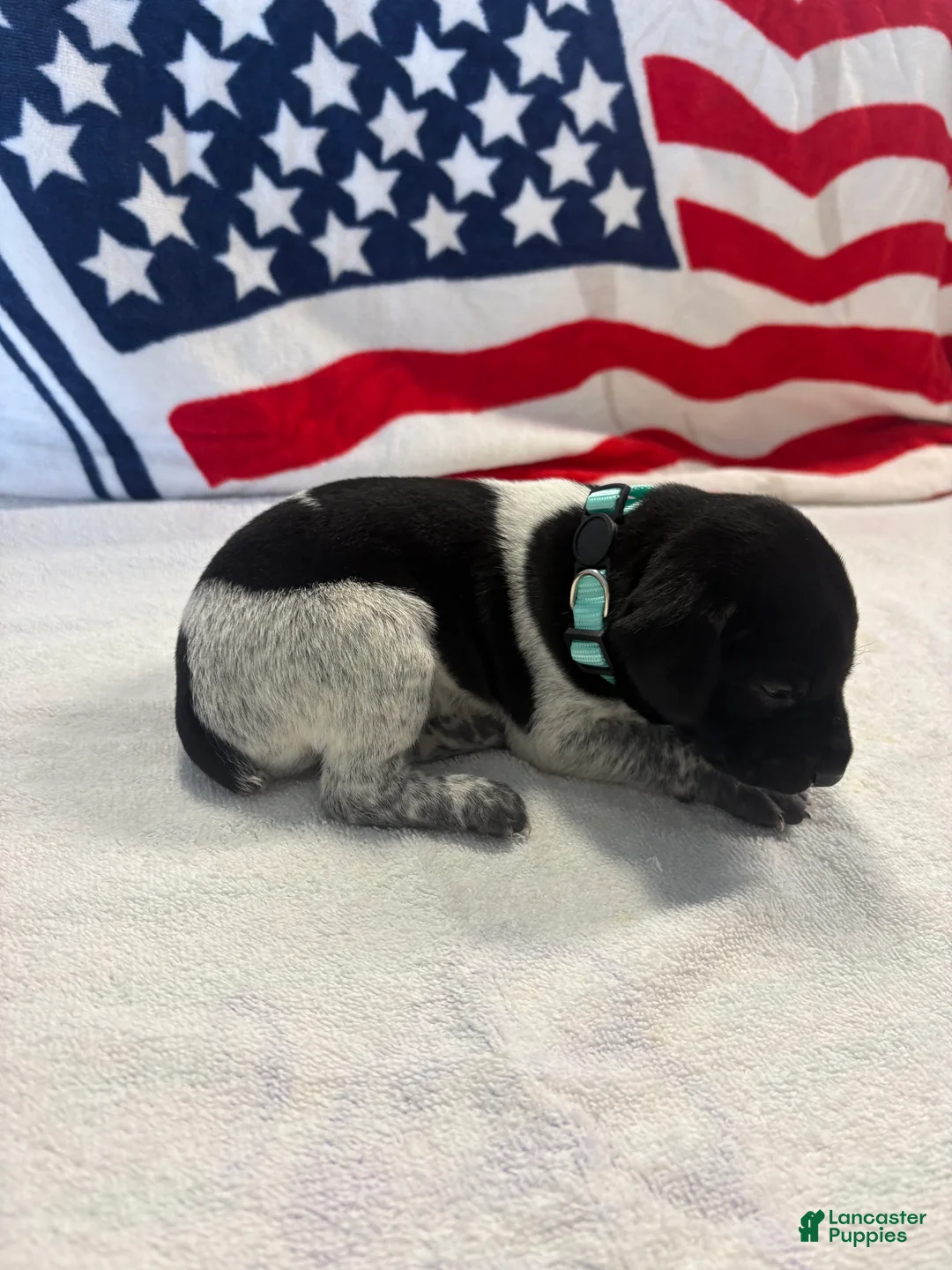 German Shorthaired Pointer dogs for sale: German Shorthaired Pointer 4 - Ad 2