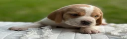Beagle dogs for sale: Auggie - Ad 3