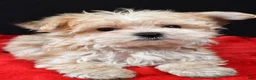 Morkie dogs for sale: Chip - Ad 6