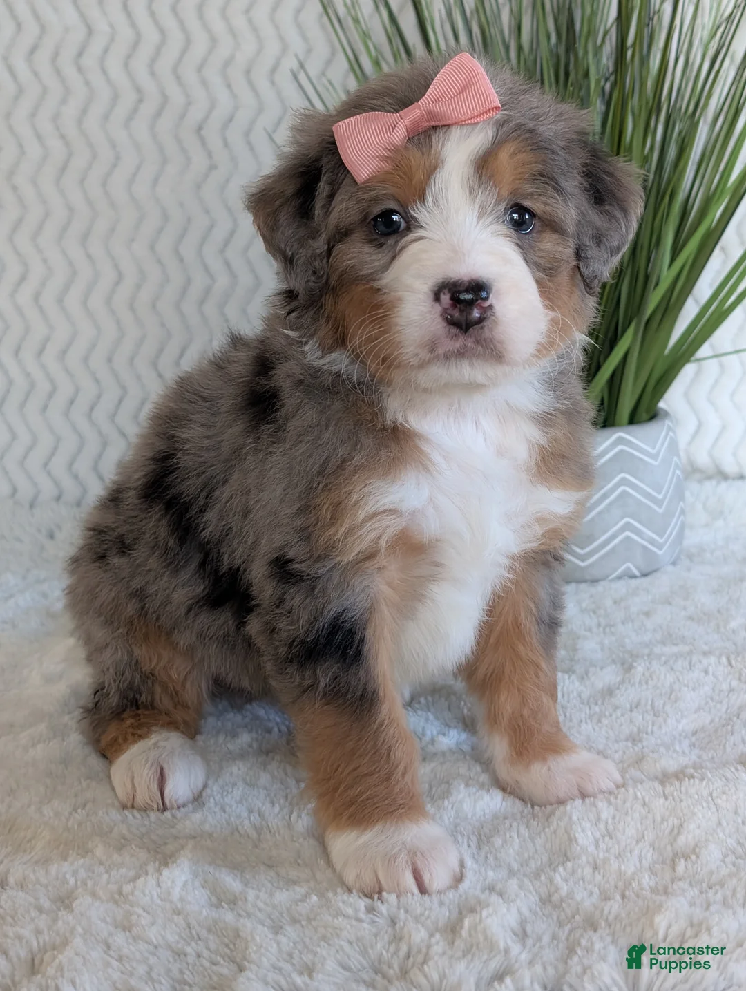 Mini Bernedoodle dogs for sale: Mini Indy  - Ad 35