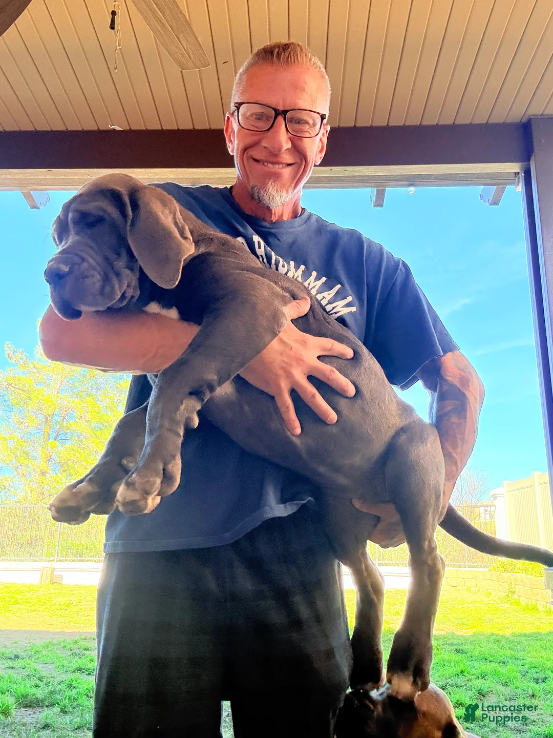 Mixed Breed dogs for sale: Mixed Breed Puppy 2 - Ad 1