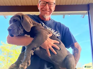 Mixed Breed dogs Mixed Breed Puppy 2 - Ad 1