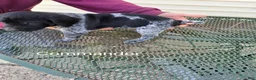 German Shorthaired Pointer dogs for sale: Commander  - Ad 4