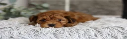 Yorkiepoo dogs for sale: Jewel  - Ad 4