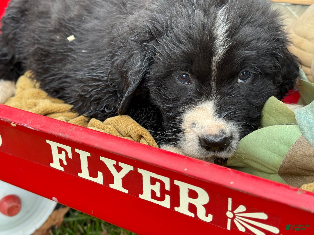 Mixed Breed dogs for sale: Watson - Ad 8