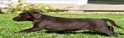Labrador Retriever dogs for sale: Java - Ad 10