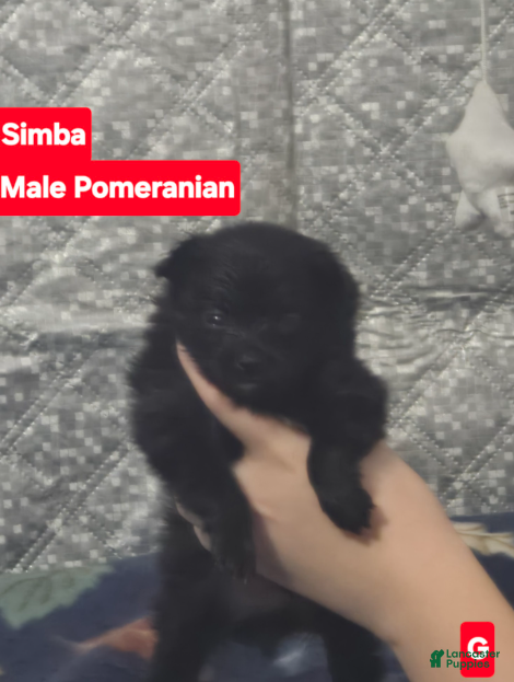 Pomeranian dogs Simba - Ad 25