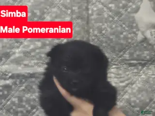 Pomeranian dogs Simba - Ad 25