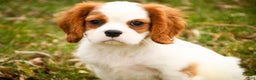 Cavalier King Charles Spaniel dogs for sale: Cody - Ad 10