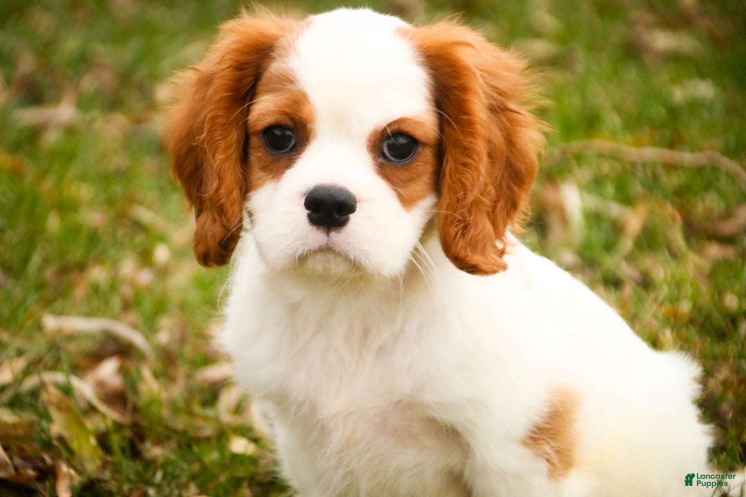 Cavalier King Charles Spaniel dogs for sale: Cody - Ad 10