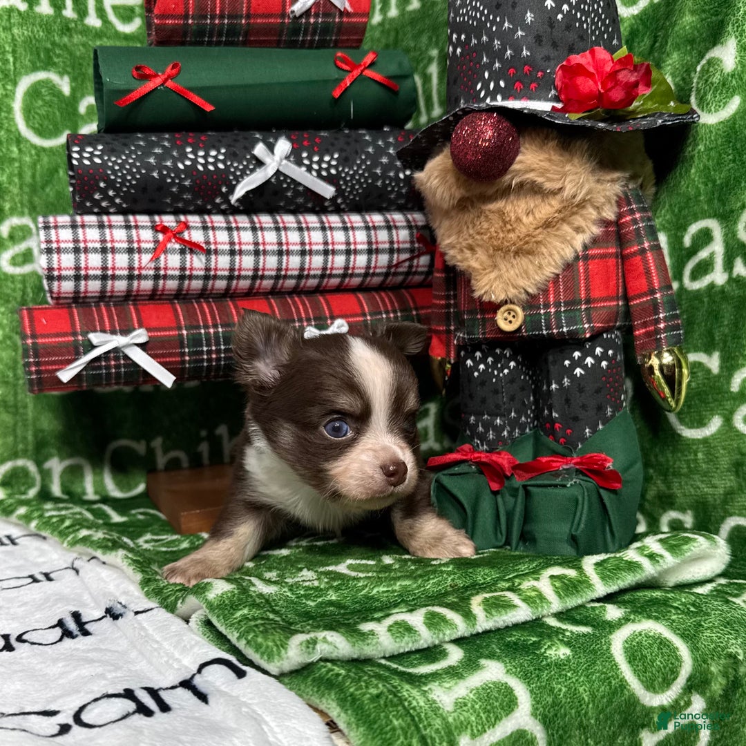 Chihuahua dogs for sale: Derek LC Chocolate Tri - Ad 6