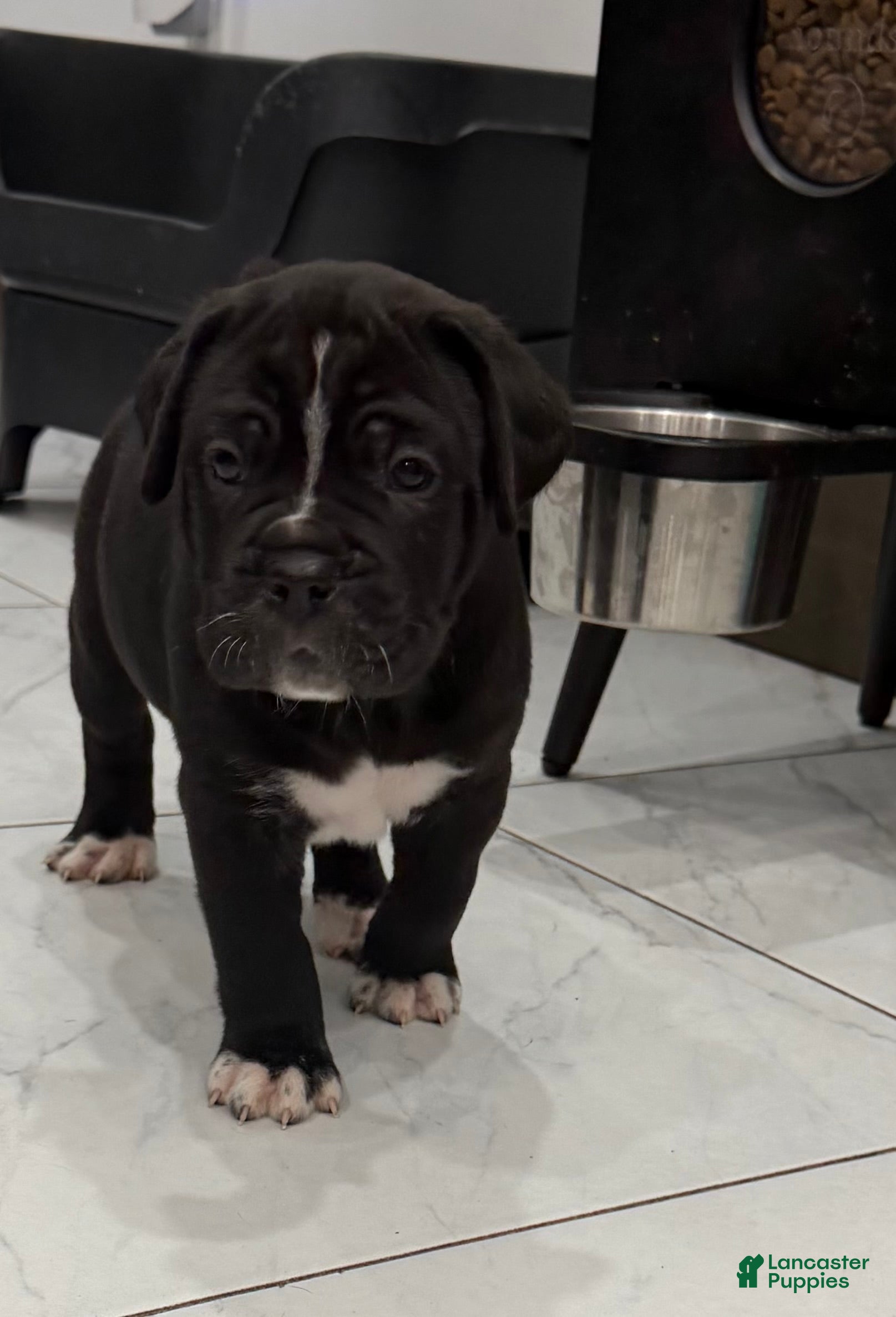 Cane Corso dogs Pablo - Ad 1