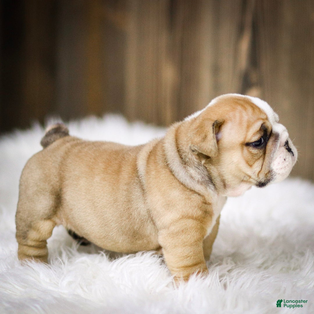 English Bulldog dogs for sale: Rudolph - Ad 9