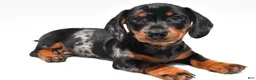 Miniature Dachshund dogs for sale: Teddy - Ad 8