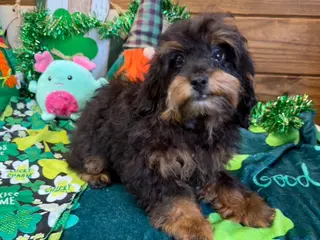 Cockapoo dogs Betsy - Ad 1