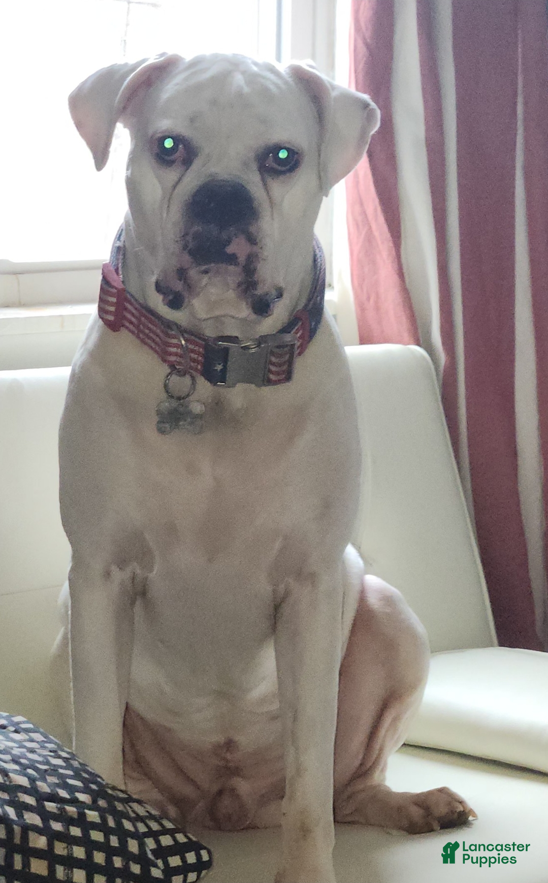 Boxer dogs Rocky - Ad 1