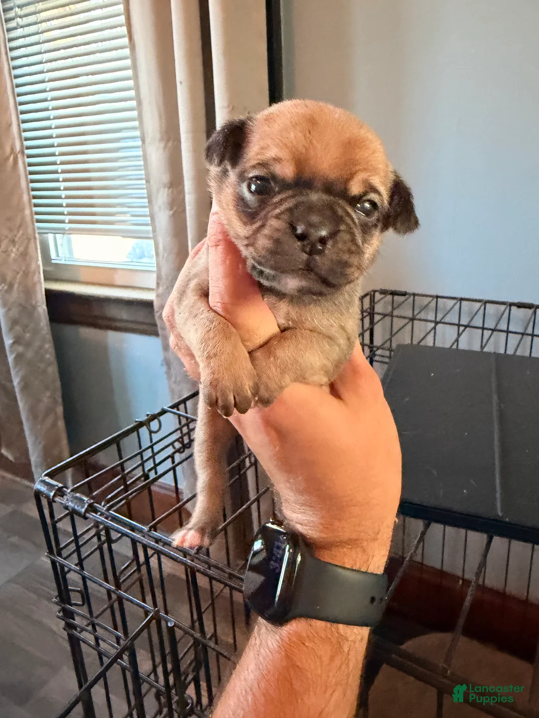 Mixed Breed dogs for sale: Chug 1 - Ad 2