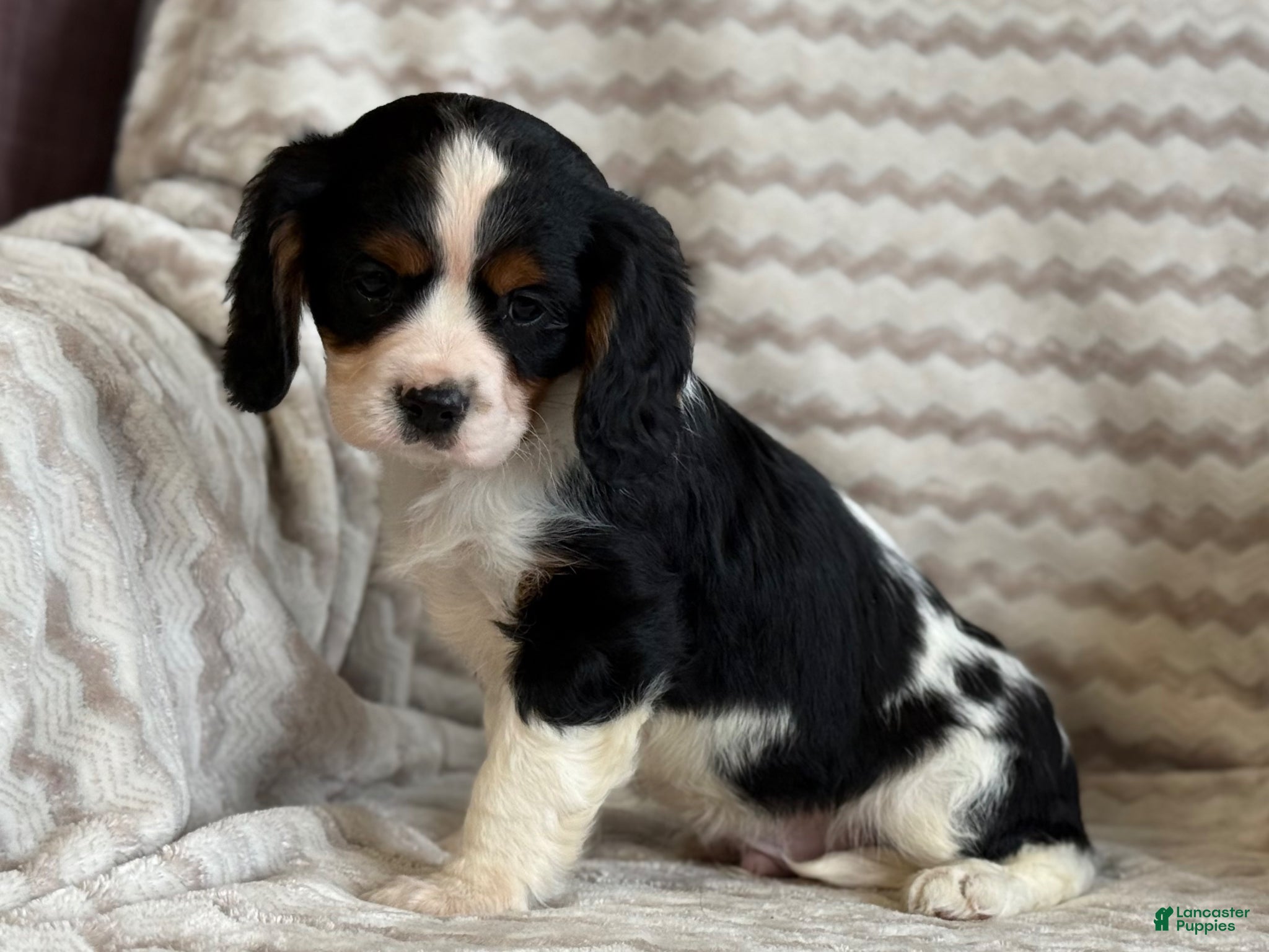 Cavalier King Charles Spaniel dogs Timmy - Ad 2