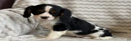 Cavalier King Charles Spaniel dogs for sale: Timmy - Ad 2