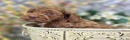 Cockapoo dogs for sale: Rime - Ad 16