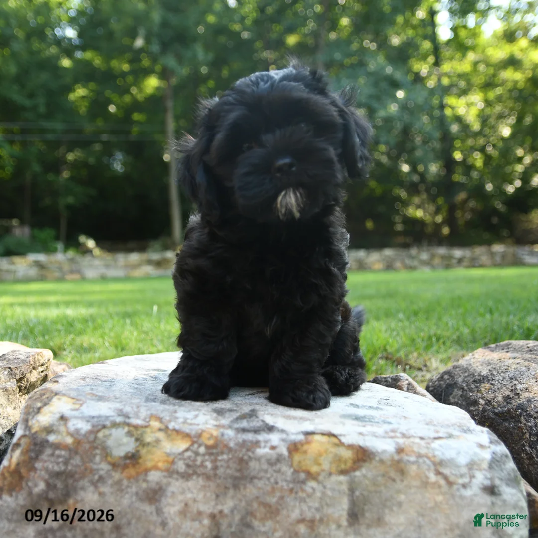 Shihpoo dogs for sale: Asher - Ad 2