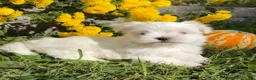 Maltese dogs for sale: Cooper - Ad 3