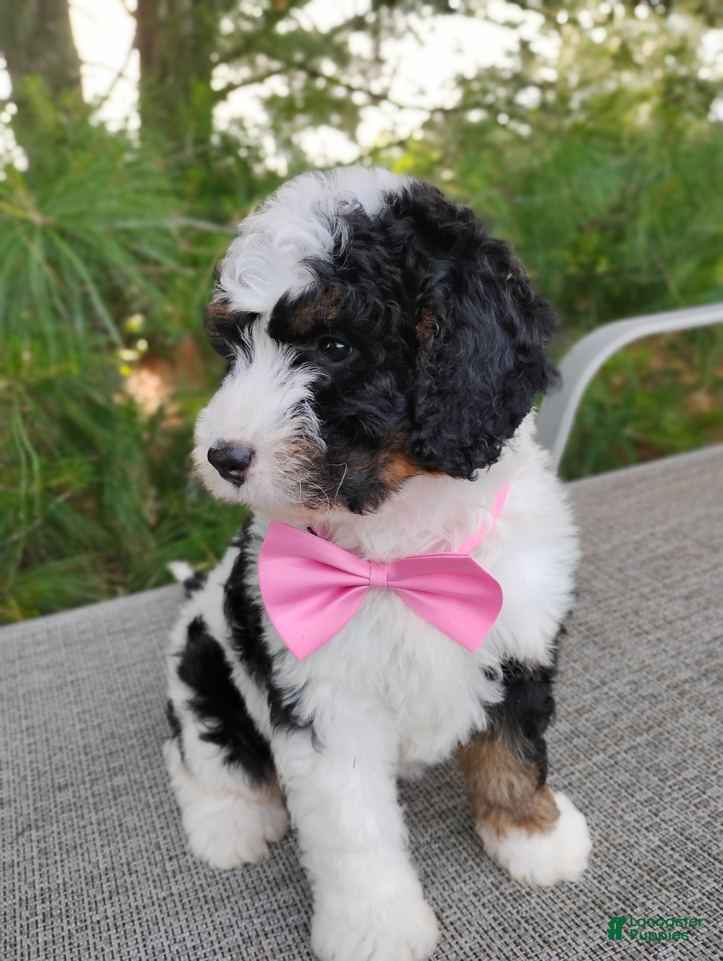 Bernedoodle dogs Isla  - Ad 1