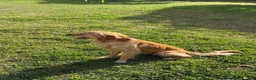 Golden Retriever dogs for sale: Penny’s Mr Blue - Ad 4