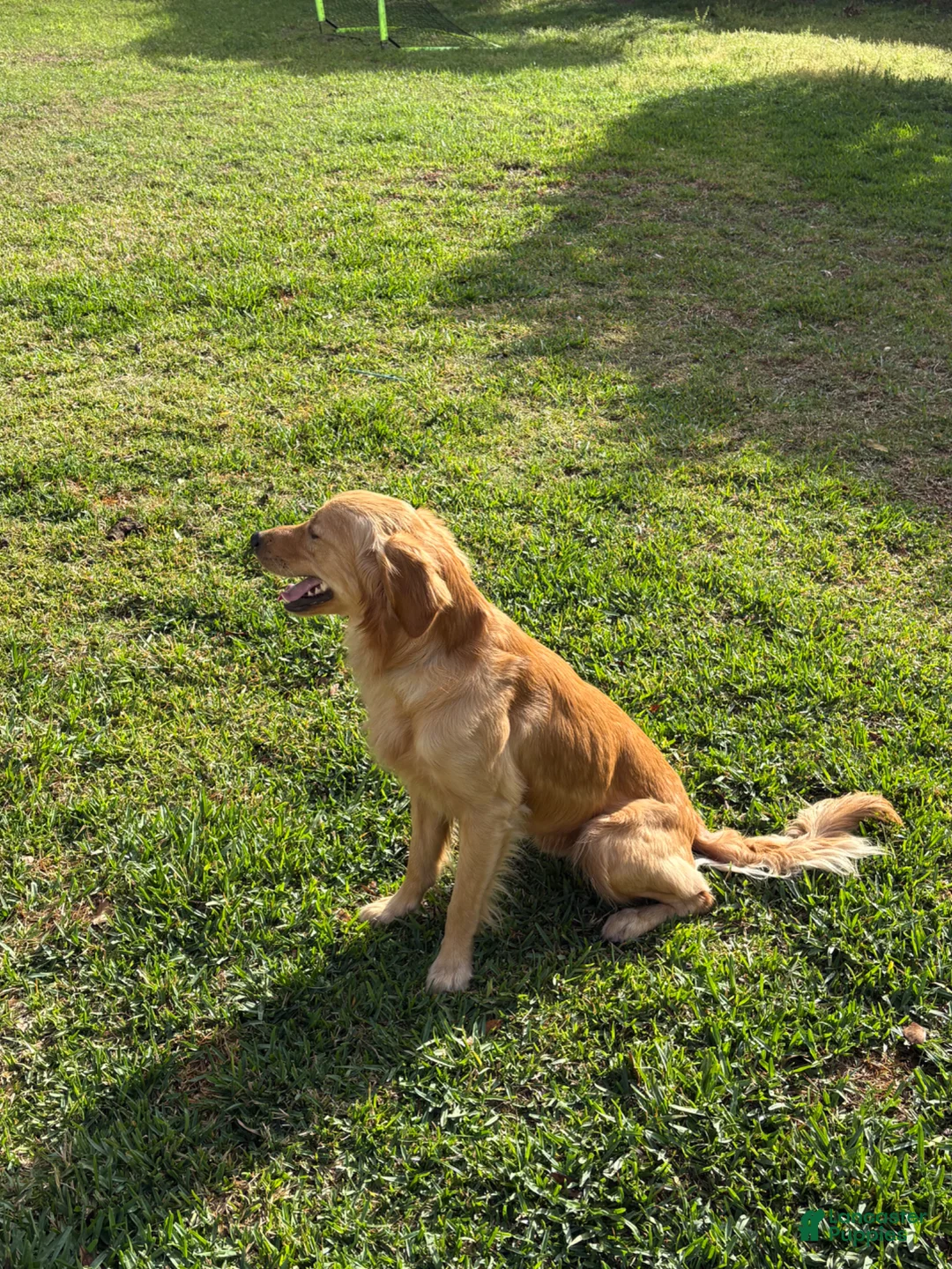 Golden Retriever dogs for sale: Penny’s Mr Blue - Ad 4