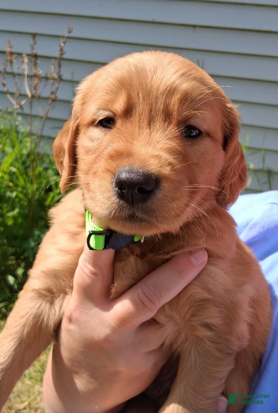 Golden Retriever dogs for sale: Golden Retriever 8 - Sheba - Ad 4