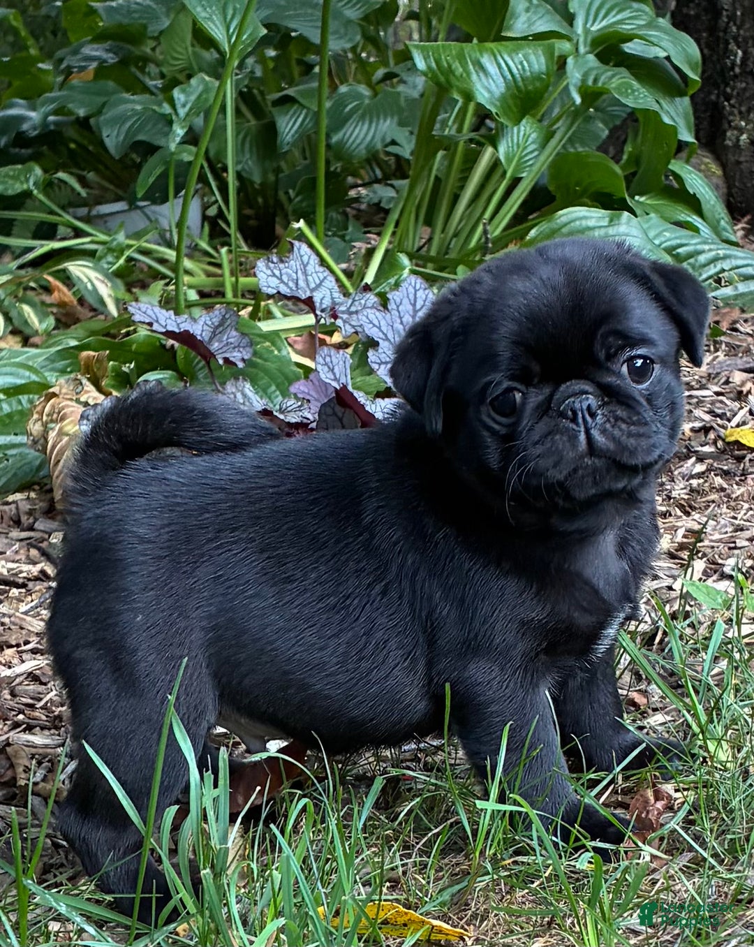 A very cute black pug dog with big eyes looking sad Stock Photo - Alamy, image size:1080x1356