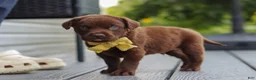 Labrador Retriever dogs for sale: Indigo - Ad 6
