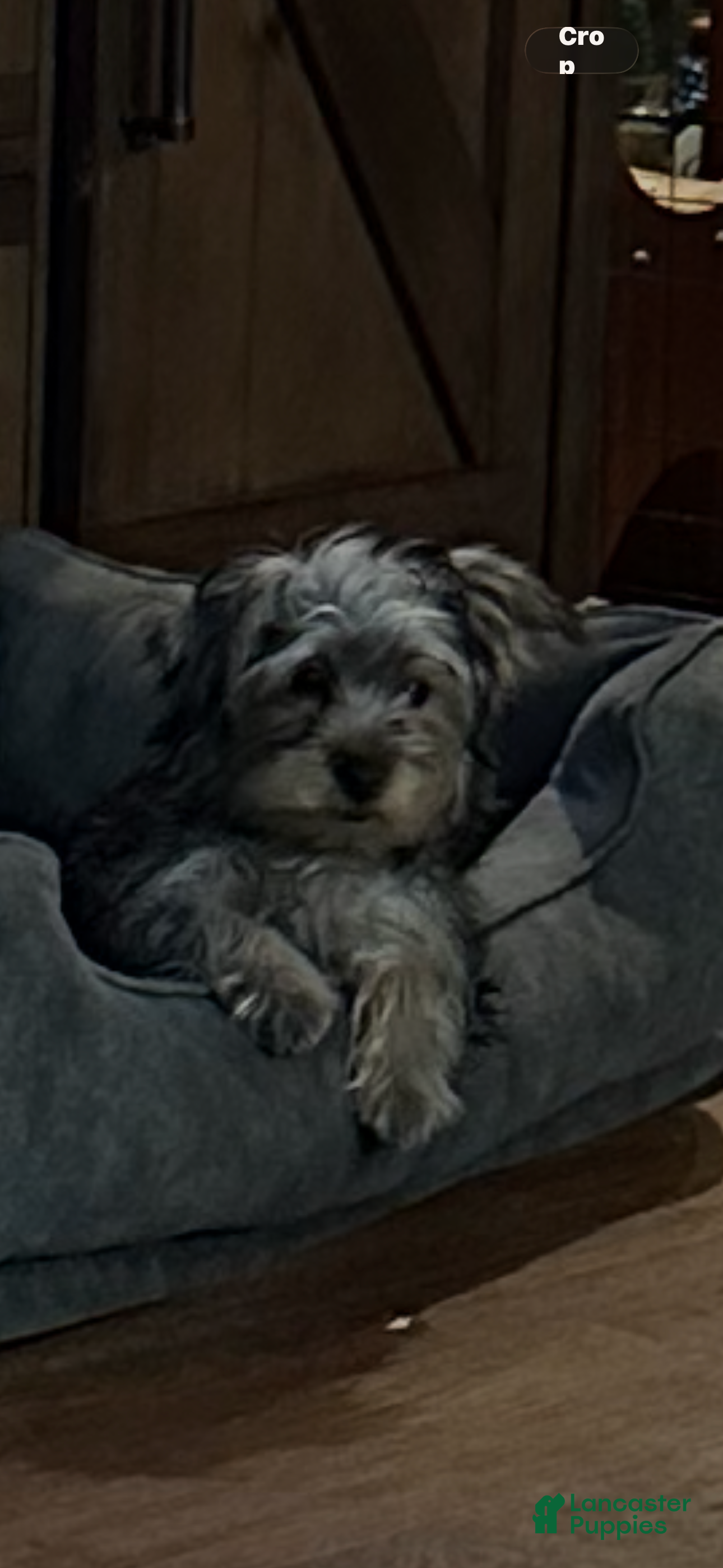 Yorkshire Terrier dogs Yorkshire Terrier Puppy female 2 - Ad 2