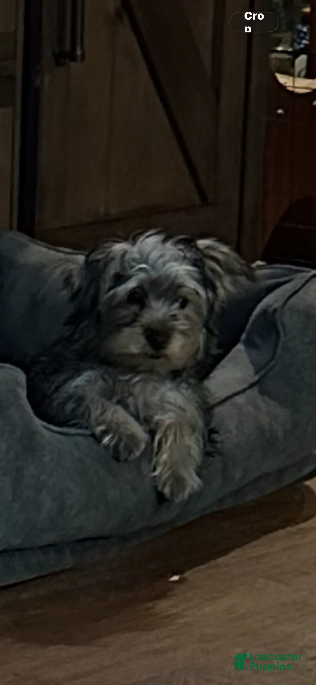 Yorkshire Terrier dogs for sale: Yorkshire Terrier Puppy female 2 - Ad 2